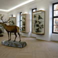 jagdmuseum schloss hohenbrunn